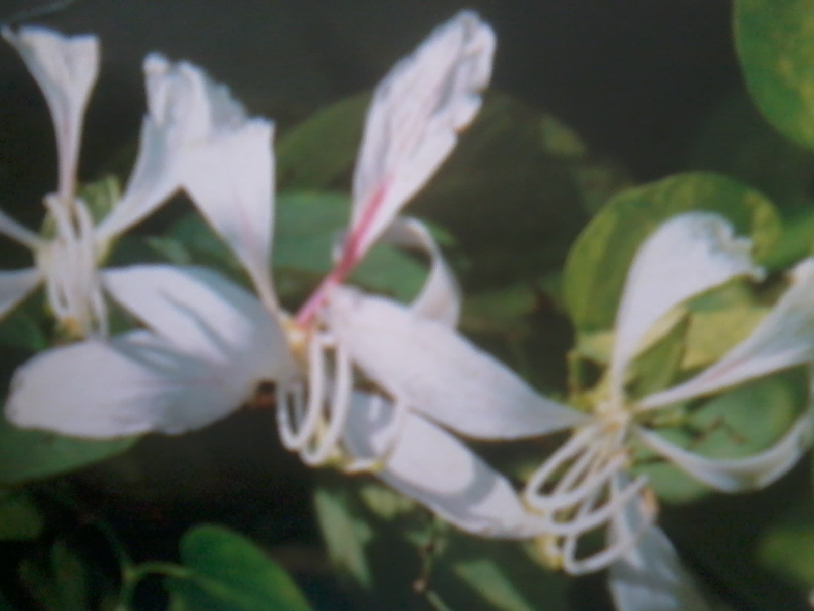  Bunga  Kupu  kupu  tamanraja