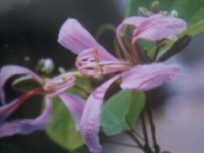  Bunga  Kupu  kupu  tamanraja